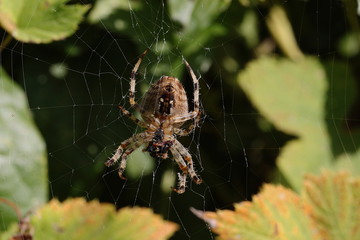 Gartenkreuzspinne im Netz Araneus diadematus