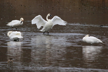 Trumpeter Swans - Cygnus buccinator
