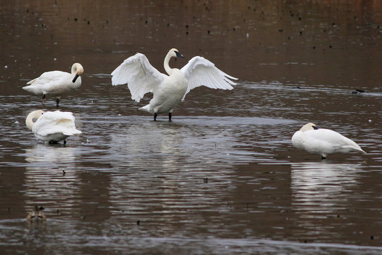 Trumpeter Swans - Cygnus buccinator