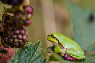 European Treefrog (Hyla arborea) between ripe blackberries