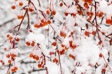 Melting snow on rowanberry branches