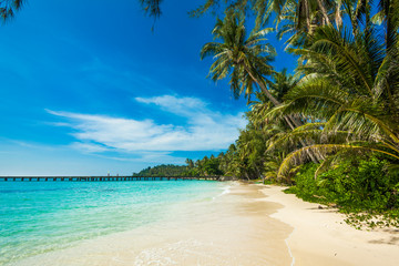 Obraz na płótnie Canvas tropical beach. sea and coconut palm. Landscape of paradise tr