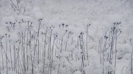 Photo of snow-covered stems, leaves and branches of plants in winter