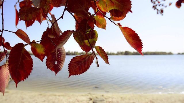 Red elm leaves are moved by the wind at the end of summer close to the dnieper river in Kiev, Ukraine