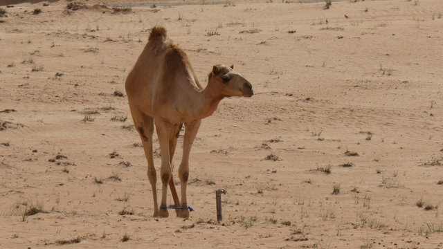 camel with bound feet jumping in the desert in oman 4K UHD