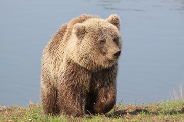Obraz premium Brown bear in the nature 