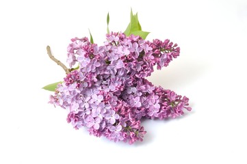  Lilac blossoms