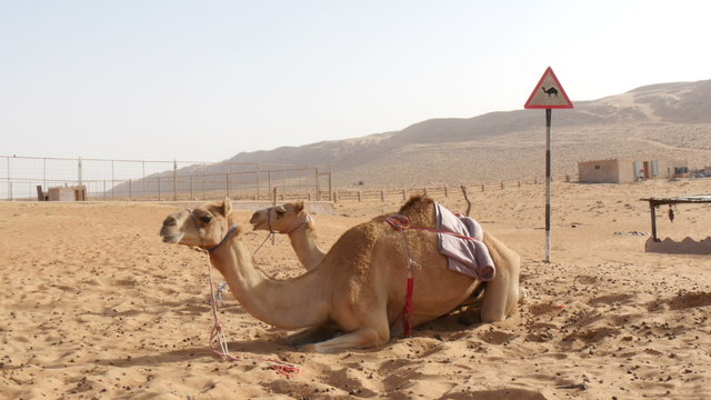camels lying in desert with camel warning sign in background 4K UHD