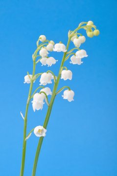 lily of the valley