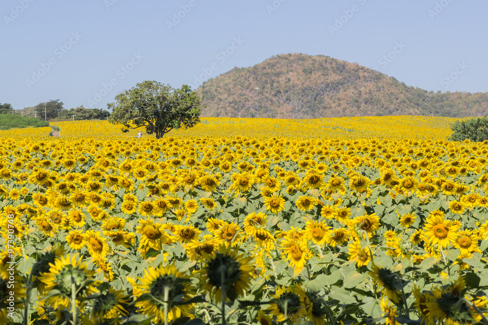 Wall mural sunflower field over