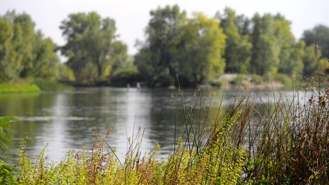 Fishermen in the water, typha latifolia reeds and trees moved by the wind close to the Dnieper river in Kiev, Ukraine
