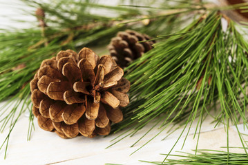 Fototapeta premium Closeup on conifer cones with pine tree branches