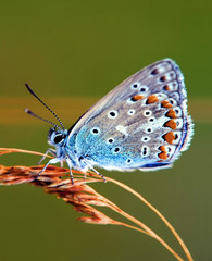 Obraz na płótnie Canvas Bläuling Schmetterling