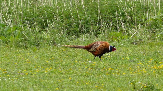 Male pheasant feeding on  a meadow 4K UHD