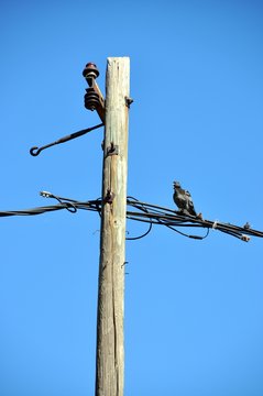 птица на проводах