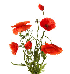 Obraz premium red poppies isolated on white