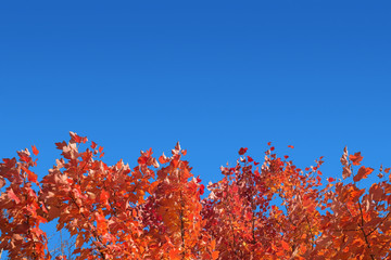 topmost branches of red maple under a blue sky