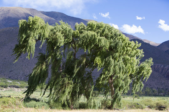 Winds blowing green tree with Andean mountain, Argentina