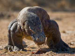Komodo dragon is on the ground. Interesting perspective. The low point shooting. Indonesia. Komodo National Park. An excellent illustration.