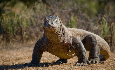 Komodo dragon is on the ground. Interesting perspective. The low point shooting. Indonesia. Komodo National Park. An excellent illustration.