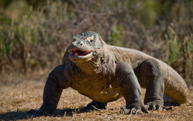 Komodo dragon is on the ground. Interesting perspective. The low point shooting. Indonesia. Komodo National Park. An excellent illustration.