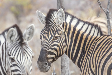 Fototapeta na wymiar Zebra in Etosha, Namibia