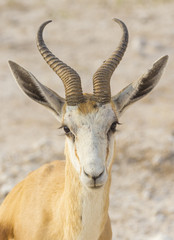 Springbok in Namibia