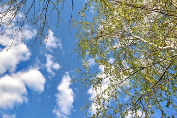 Birch branches with first spring buds and young green leaves fluttering in wind