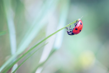 Lady bug crawling upside down on a blade of grass