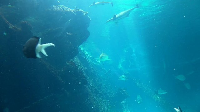 Haifische - Townsville Reef HQ Aquarium