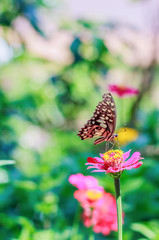 butterfly resting on flower