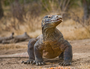 Komodo dragon is on the ground. Interesting perspective. The low point shooting. Indonesia. Komodo National Park. An excellent illustration.