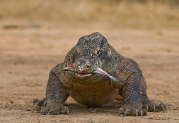 Komodo dragon is on the ground. Interesting perspective. The low point shooting. Indonesia. Komodo National Park. An excellent illustration.