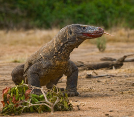 Komodo dragon is on the ground. Interesting perspective. The low point shooting. Indonesia. Komodo National Park. An excellent illustration.