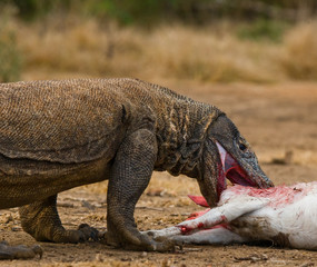 Komodo dragons eat their prey. Indonesia. Komodo National Park. An excellent illustration.