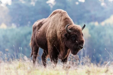 Stickers pour porte Bison bison