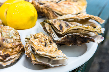 A dozen oysters on a plastic plate