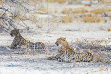 Two cheetahs in the Etosha National Park, Namibia