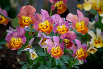 Pansy flowers in pink yellow and orange with green leaves closeup