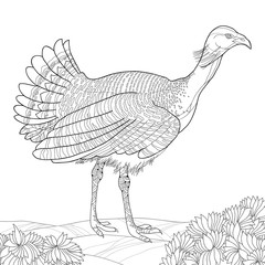 Great Bustard or Otis tarda isolated on white background