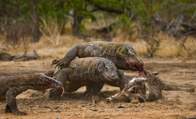 Komodo dragons eat their prey. Indonesia. Komodo National Park. An excellent illustration.