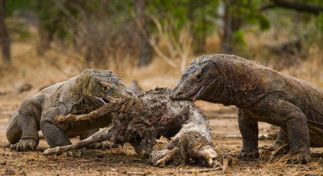 Komodo dragons eat their prey. Indonesia. Komodo National Park. An excellent illustration.