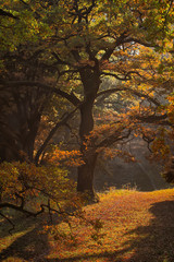 Picturesque autumn oak grove