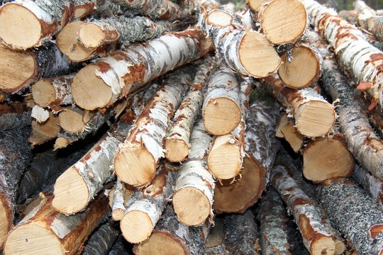 Tas de troncs de bouleaux coupés dans la forêt suédoise