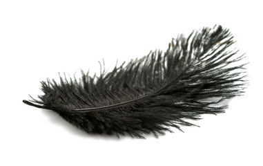 Obraz premium black feather