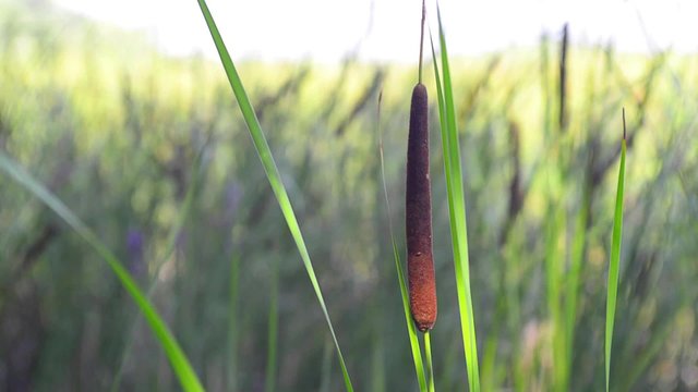 Detail of Typha Latifolia reed flower moved by the wind close to the Dnieper river in summer
