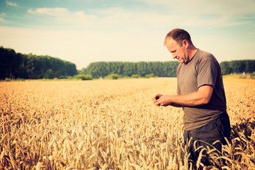 Naklejka na ściany i meble A farmer checks the wheat grain in the field on a Sunny day.