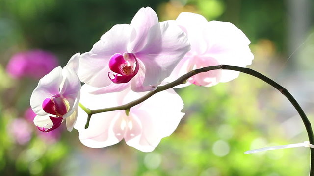 HD footage of Phalaenopsis Doritaenopsis in the background. 