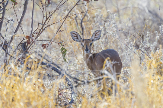 Steenbok in the Etosha National Park, Namibia