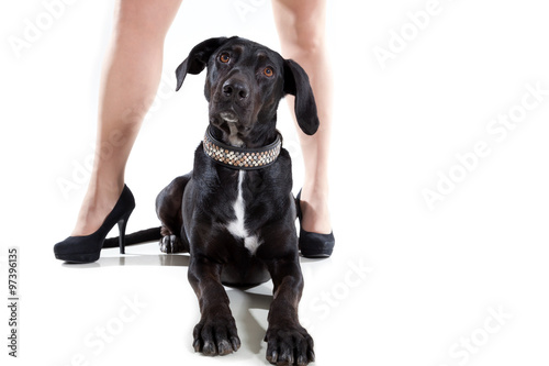 "Hund sitzt beim Frauchen zwischen den Beinen" Stockfotos und